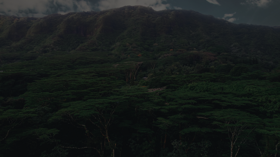 Waterfalls and Rainforests: Oahu's Enchanting Hiking Spots