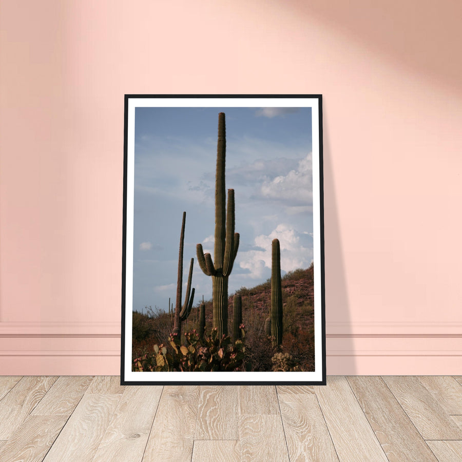 Saguaro in Saguaro National Park